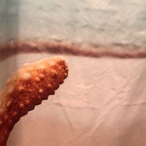 Meet your Posher, Yanira